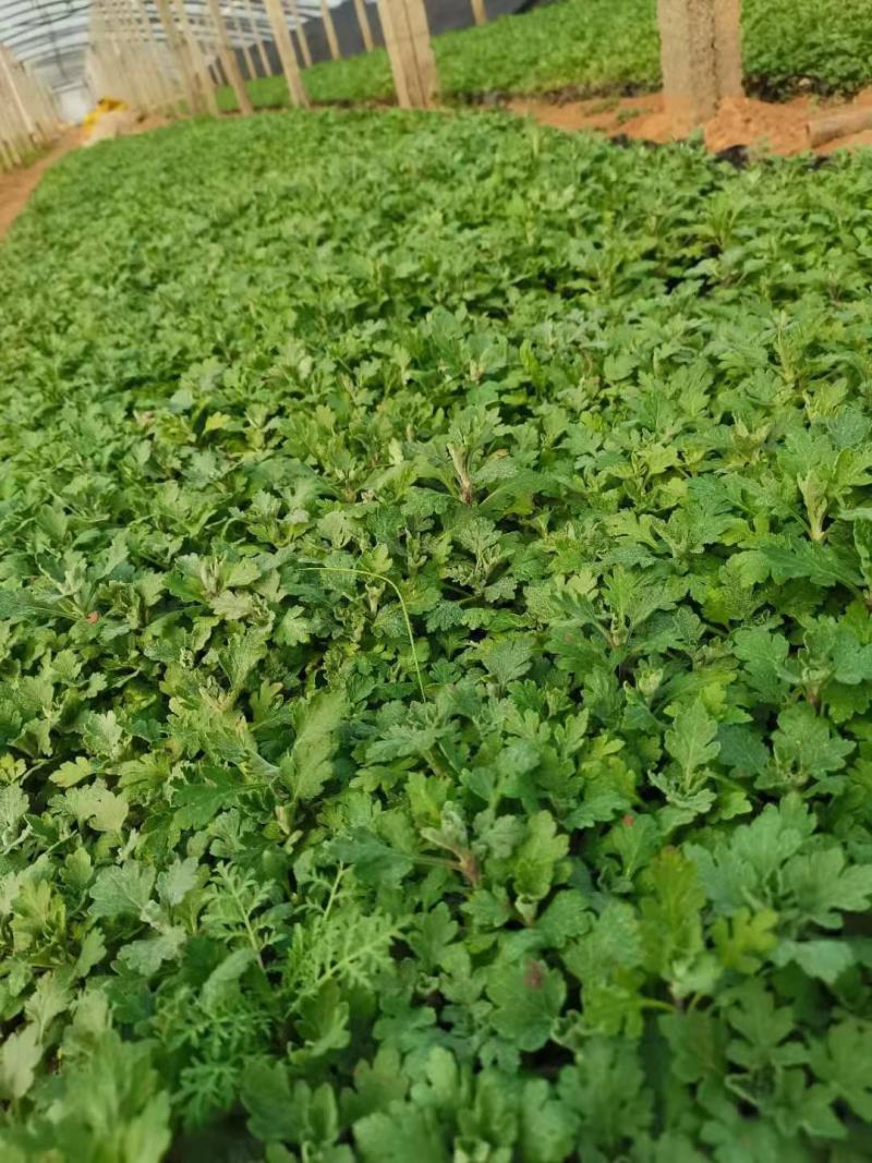 地被菊多芽地被菊营养钵宿根花卉