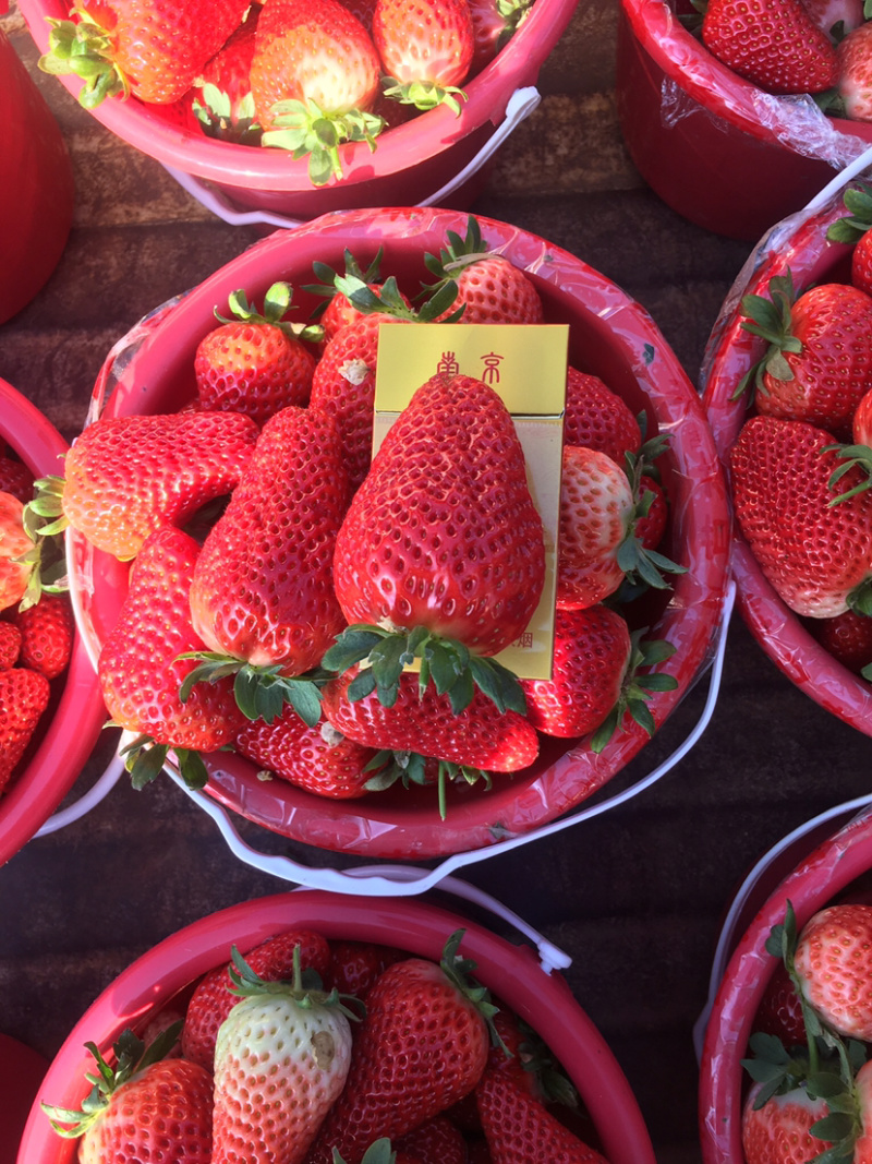 万亩草莓🍓种植区现以大量上市，品种九香甜宝