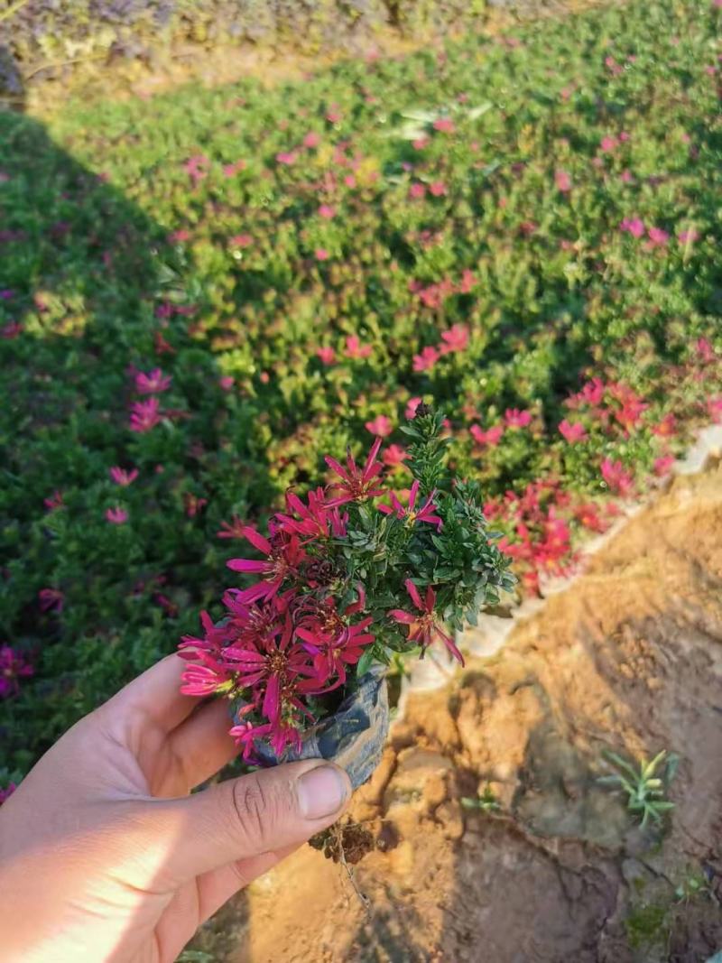 荷兰菊纽约紫菀营养钵宿根花卉