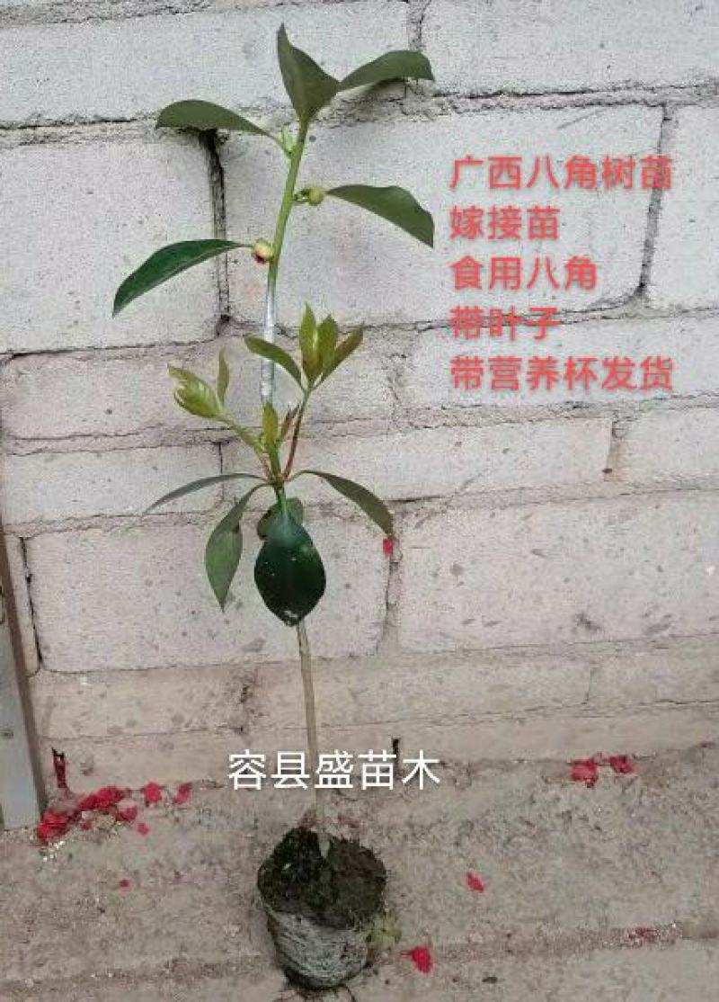 八角树苗，食用八角树苗，广西八角树苗，八角茴香，大料