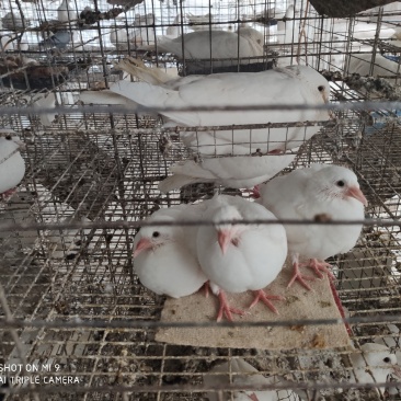 广东肉鸽乳鸽售卖，可大量，可长期