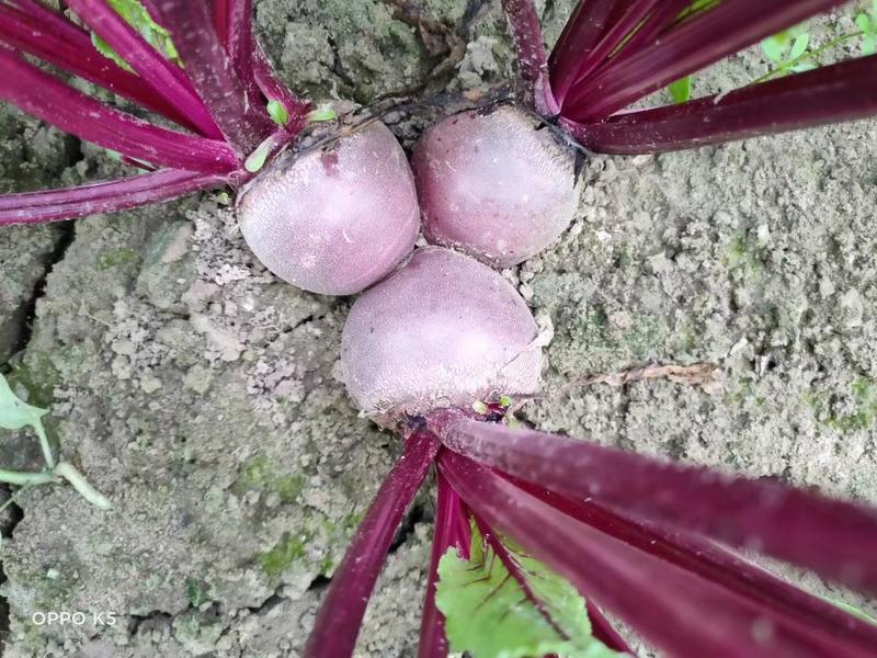 徐州红甜菜基地甜菜头精选甜菜红菜头，自产自销，以批发为主