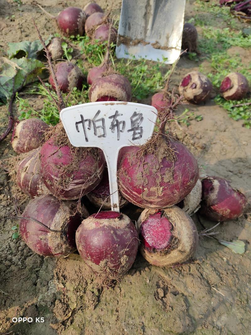 徐州红甜菜基地甜菜头精选甜菜红菜头，自产自销，以批发为主