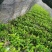南板蓝根幼苗（种植加工回收）量大从优重要的是种一年管3年