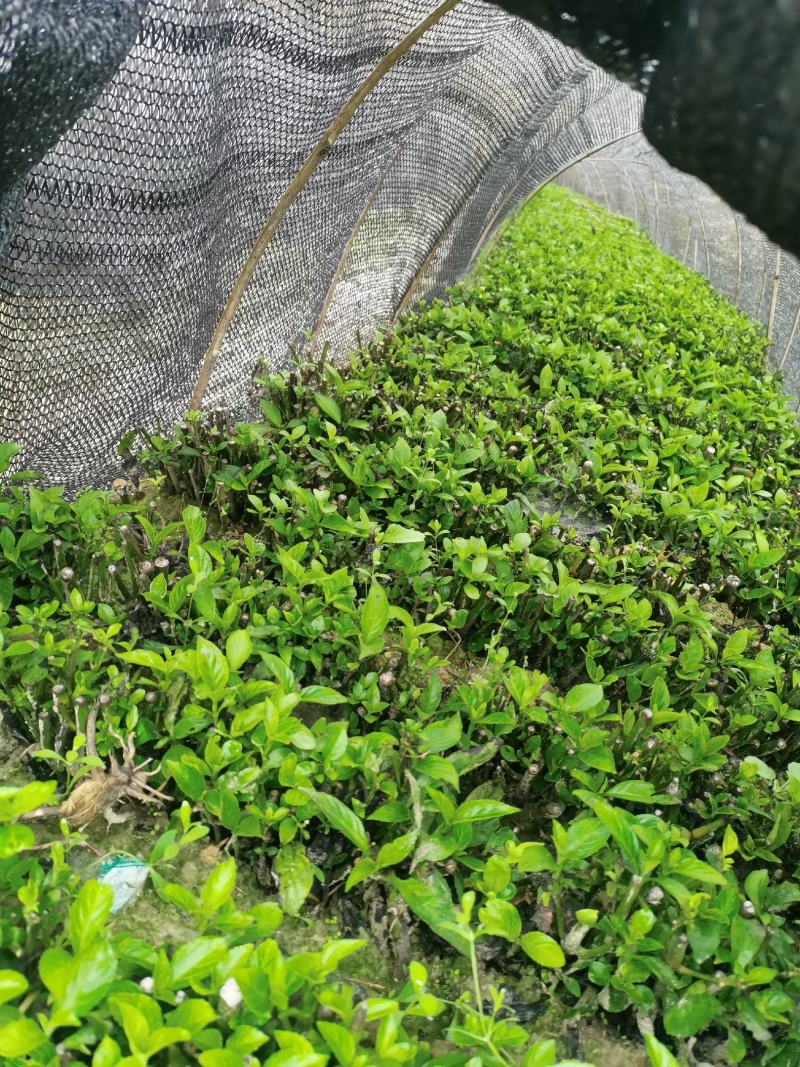 南板蓝根幼苗（种植加工回收）量大从优重要的是种一年管3年