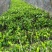 南板蓝根幼苗（种植加工回收）量大从优重要的是种一年管3年