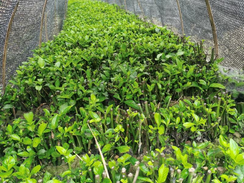 南板蓝根幼苗（种植加工回收）量大从优重要的是种一年管3年