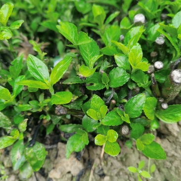 南板蓝根幼苗（种植加工回收）量大从优重要的是种一年管3年