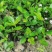 南板蓝根幼苗（种植加工回收）量大从优重要的是种一年管3年