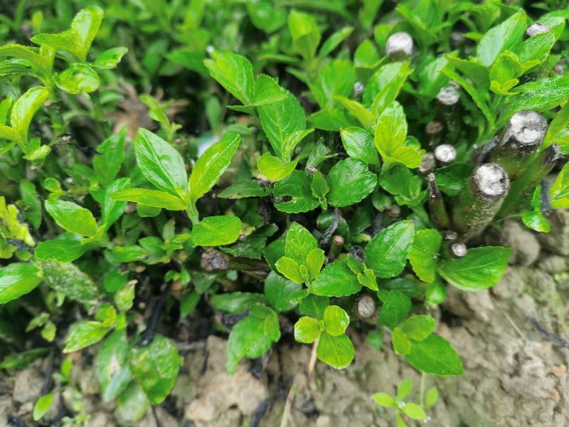 南板蓝根幼苗（种植加工回收）量大从优重要的是种一年管3年