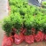 假槟榔种苗棕榈科植物庭院盆栽地栽绿化苗木