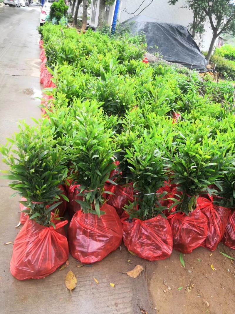 假槟榔种苗棕榈科植物庭院盆栽地栽绿化苗木