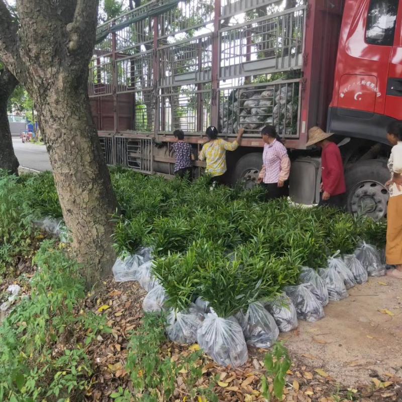 假槟榔种苗棕榈科植物庭院盆栽地栽绿化苗木