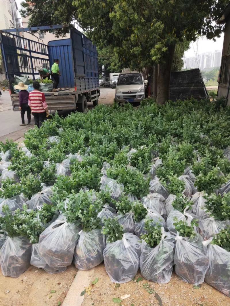 假槟榔种苗棕榈科植物庭院盆栽地栽绿化苗木