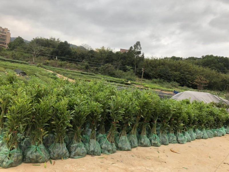 假槟榔种苗棕榈科植物庭院盆栽地栽绿化苗木