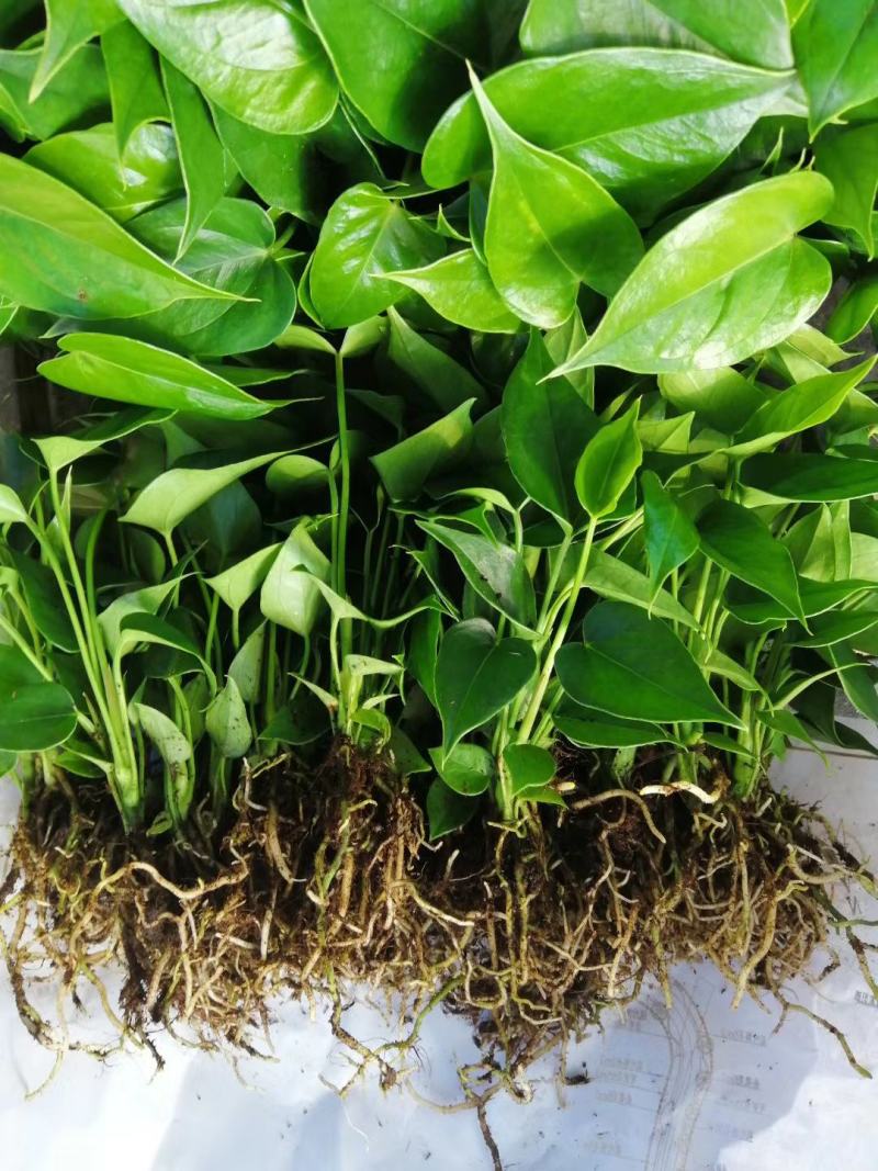 假槟榔种苗棕榈科植物庭院盆栽地栽绿化苗木