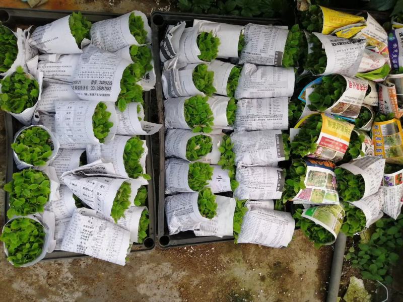 假槟榔种苗棕榈科植物庭院盆栽地栽绿化苗木
