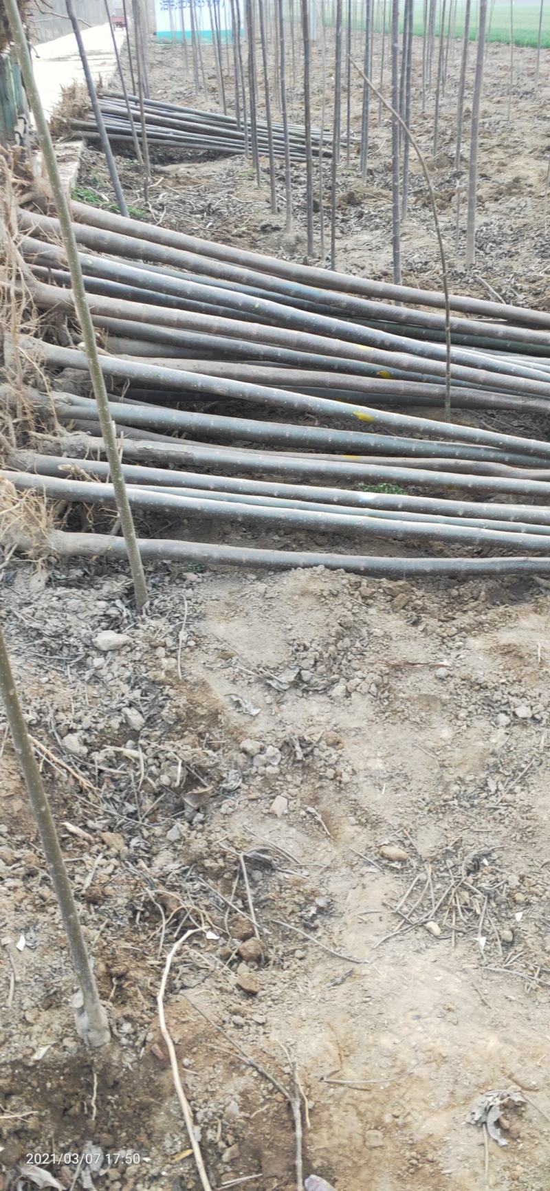 楸树5公分清地优质苗