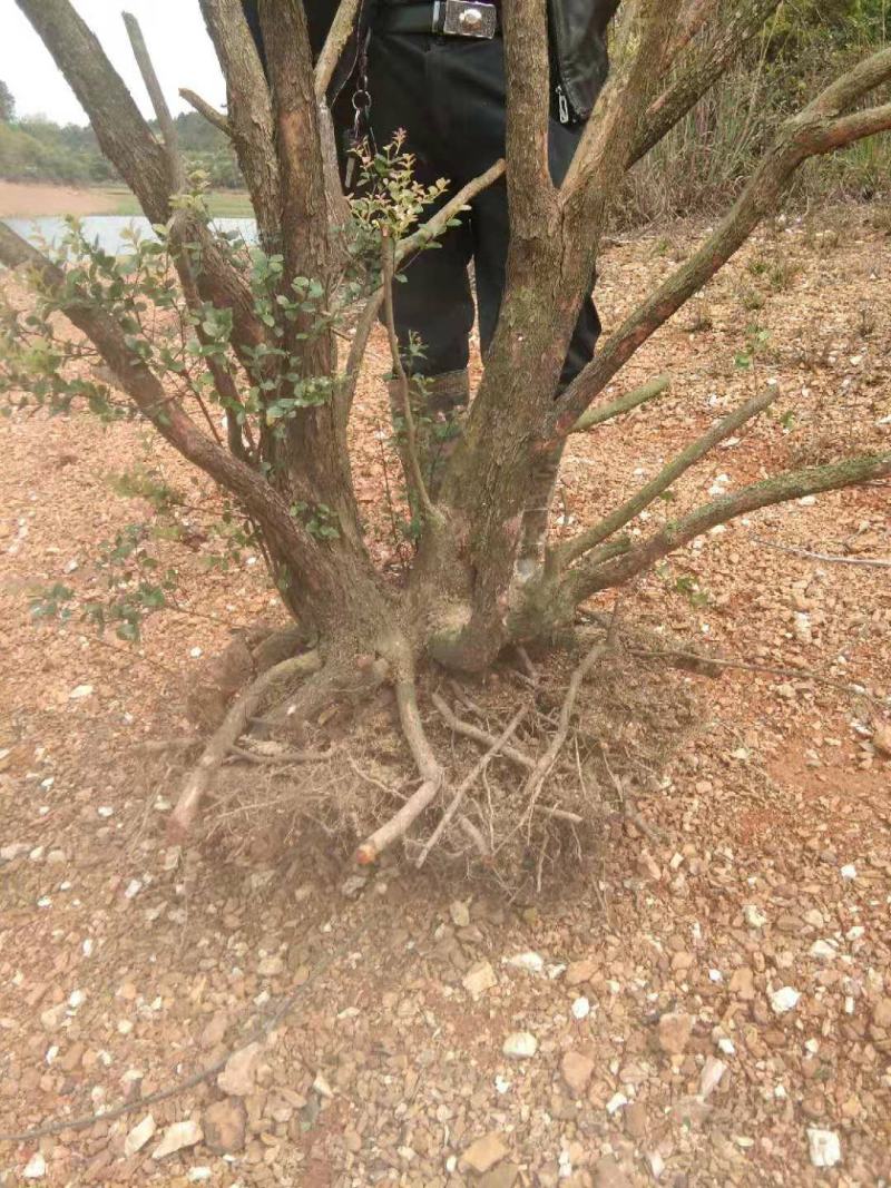 原生小叶赤楠大量长期供应