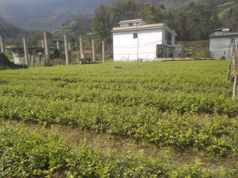 小叶苦丁茶苗优质种苗