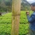 小叶苦丁茶苗优质种苗