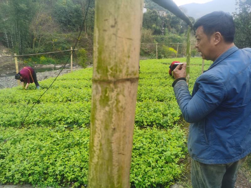 小叶苦丁茶苗优质种苗