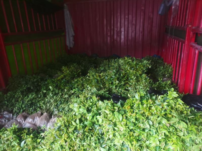 小叶苦丁茶苗优质种苗