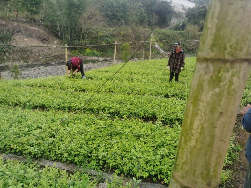 小叶苦丁茶苗优质种苗