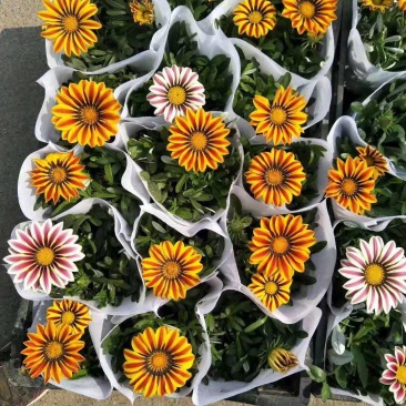 勋章菊双色盆勋章菊绿化花卉基地
