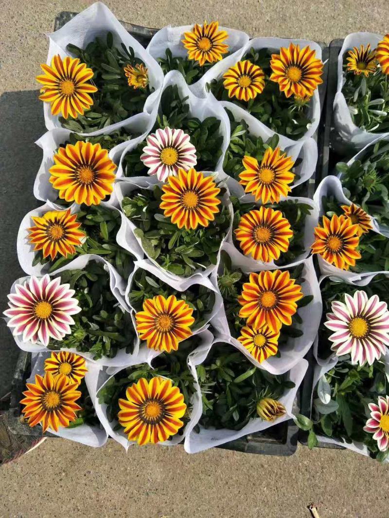 勋章菊双色盆勋章菊绿化花卉基地