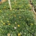 勋章菊双色盆勋章菊绿化花卉基地