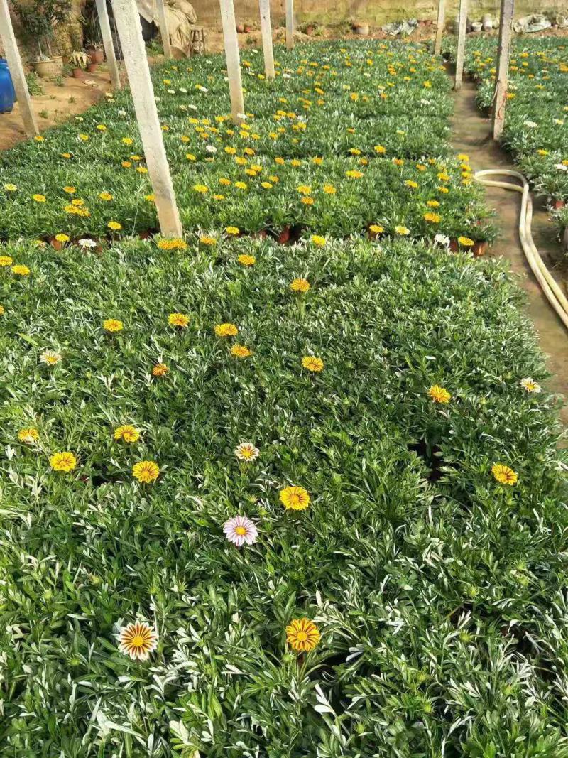 勋章菊双色盆勋章菊绿化花卉基地