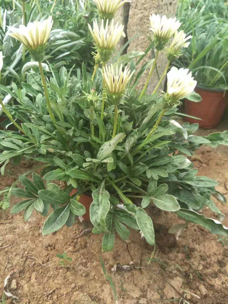 勋章菊双色盆勋章菊绿化花卉基地