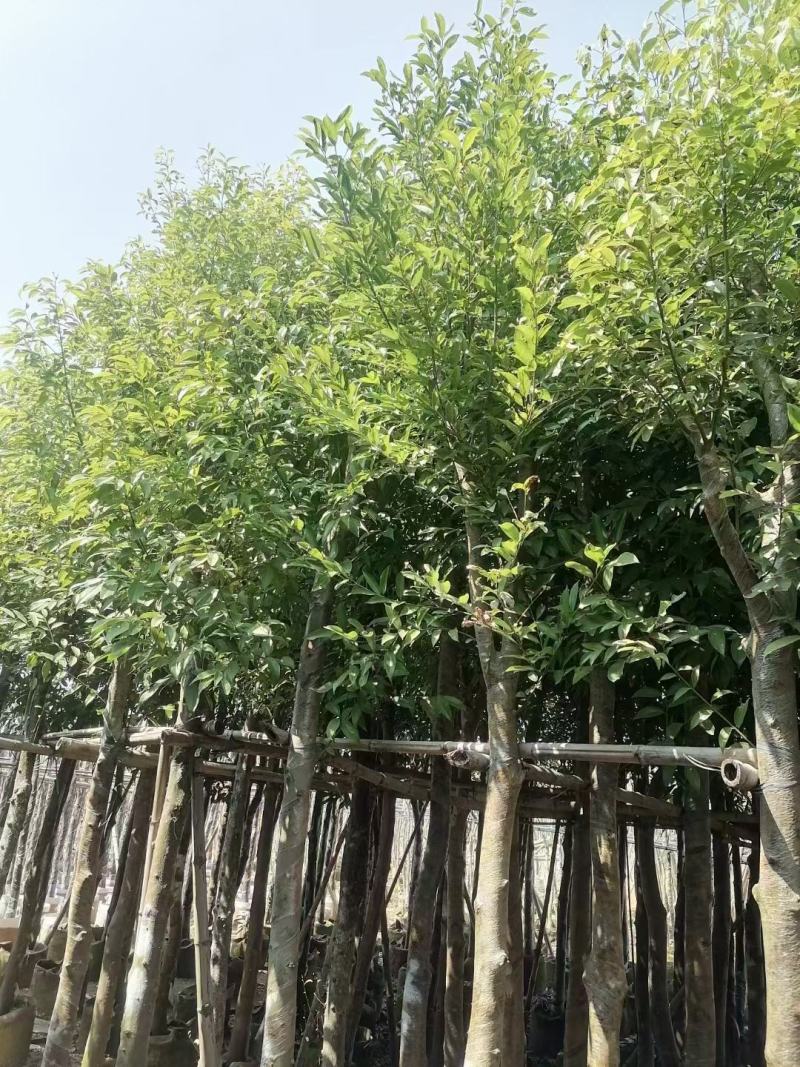 天竺桂(阴香)8-10公分