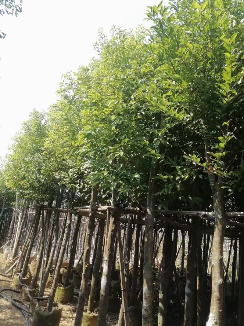 天竺桂(阴香)8-10公分