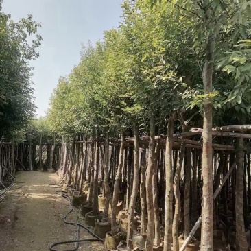 天竺桂(阴香)8-10公分