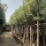 天竺桂(阴香)8-10公分