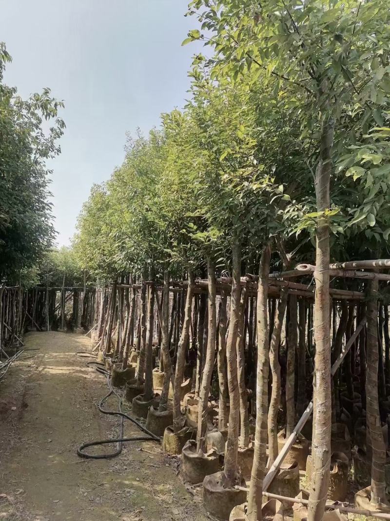 天竺桂(阴香)8-10公分