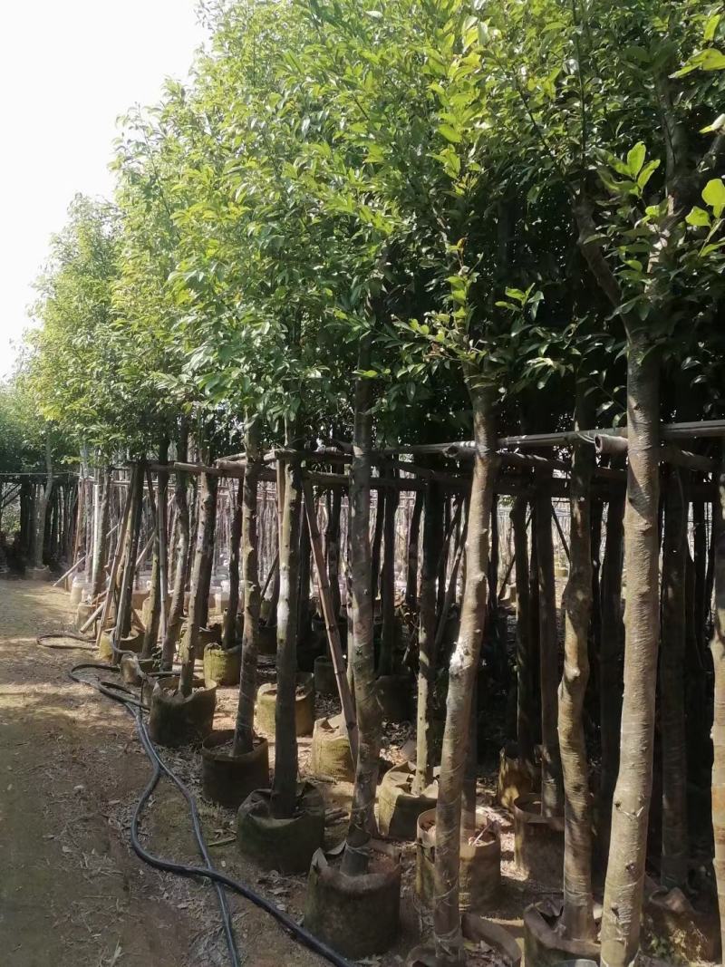 天竺桂(阴香)8-10公分