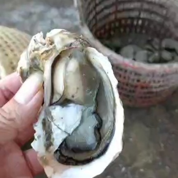 福建烧烤。清蒸蚝。三倍体。一手货源批发牡蛎