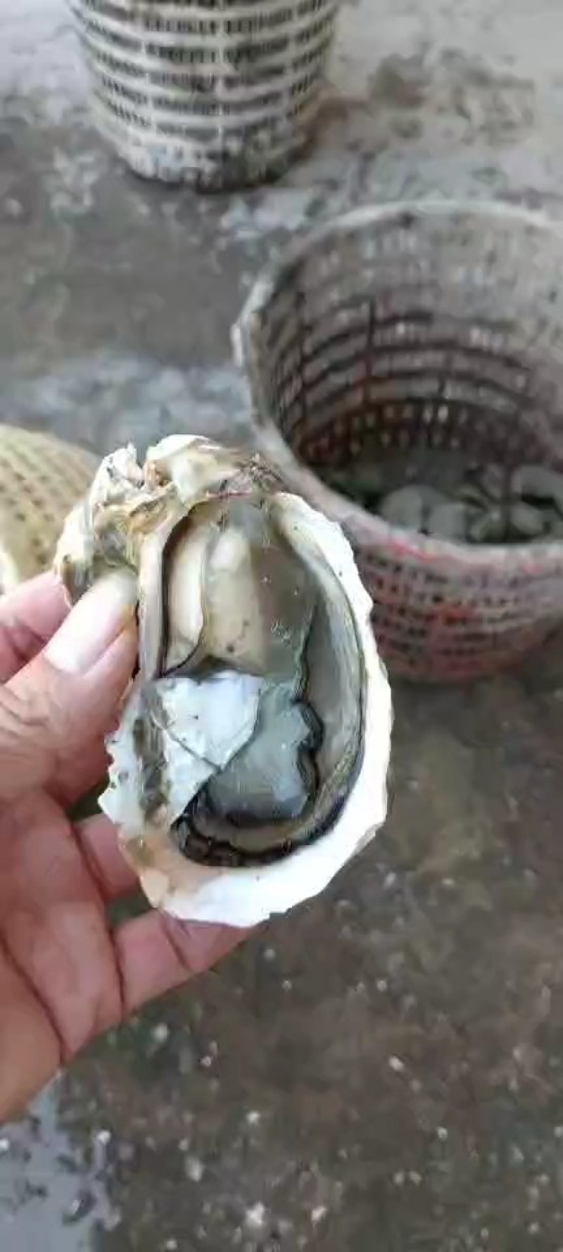 福建烧烤。清蒸蚝。三倍体。一手货源批发牡蛎