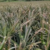 菠萝、徐闻菠萝、海南菠萝、香水菠萝、手撕菠萝、欢迎咨询