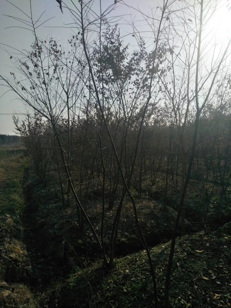 丛生朴树供应，规格全，适合苗圃定植，工程用苗
