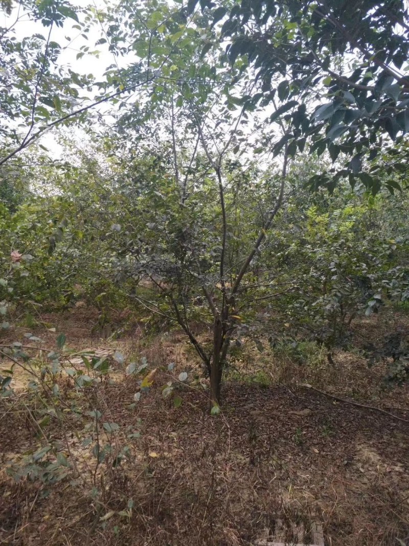 丛生朴树供应，规格全，适合苗圃定植，工程用苗