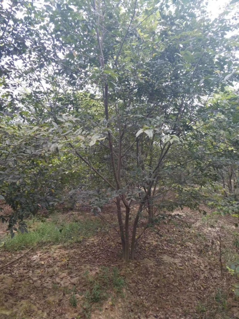 丛生朴树供应，规格全，适合苗圃定植，工程用苗