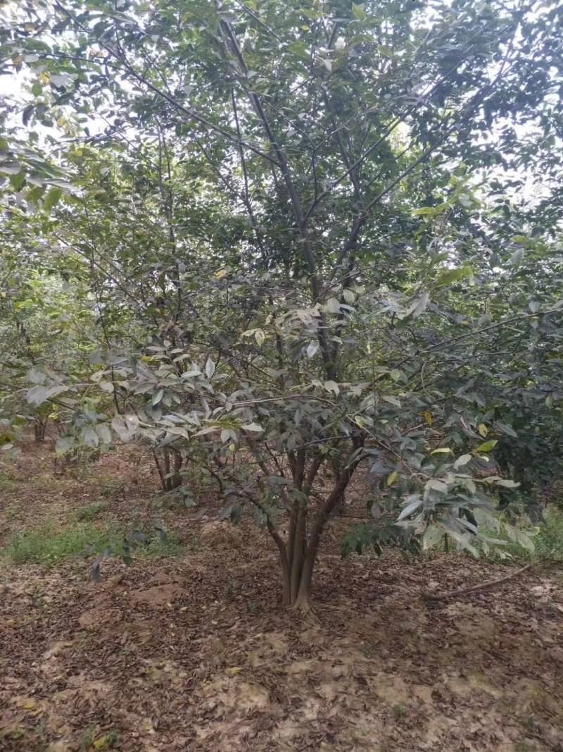 丛生朴树供应，规格全，适合苗圃定植，工程用苗