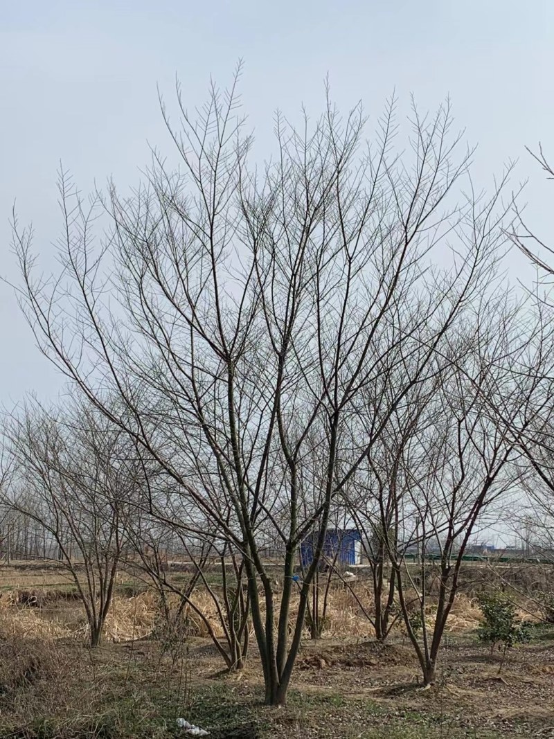 丛生朴树供应，规格全，适合苗圃定植，工程用苗