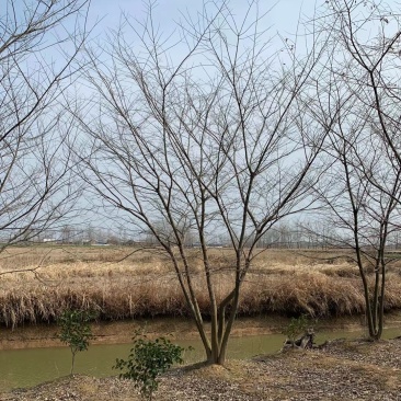 丛生朴树供应，规格全，适合苗圃定植，工程用苗