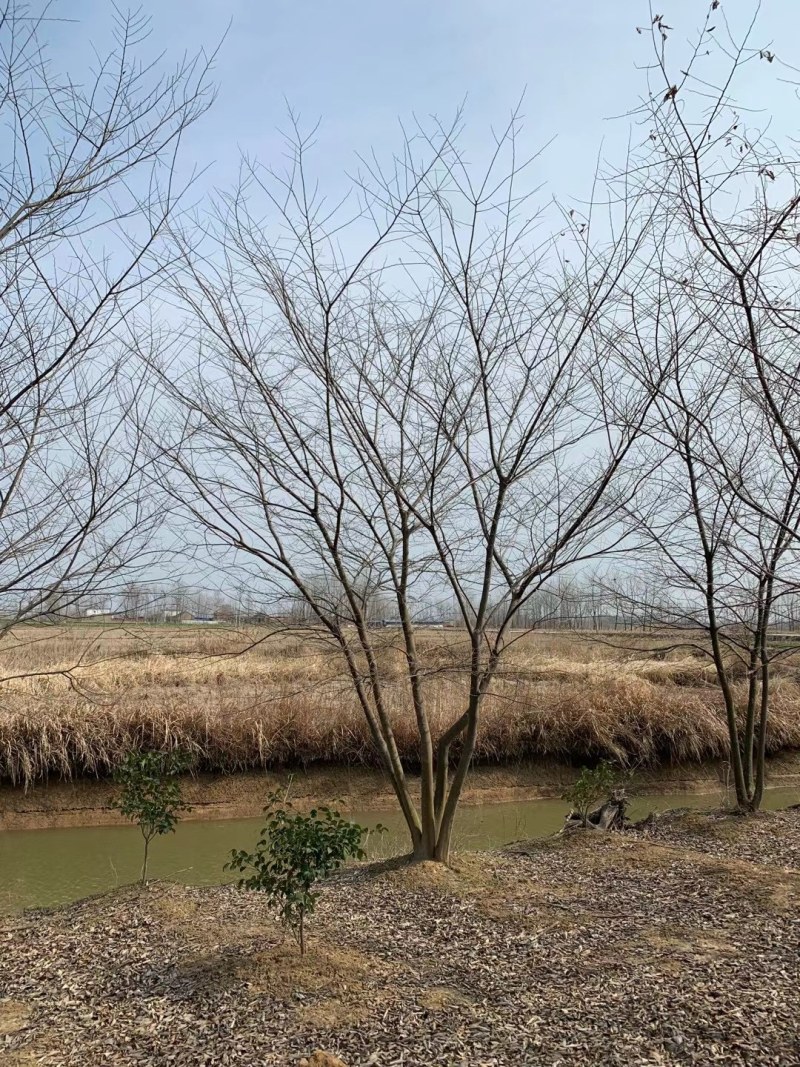 丛生朴树供应，规格全，适合苗圃定植，工程用苗