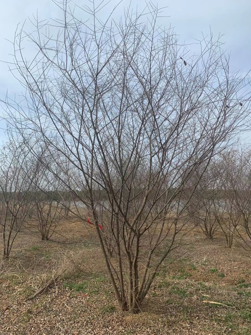 丛生朴树供应，规格全，适合苗圃定植，工程用苗